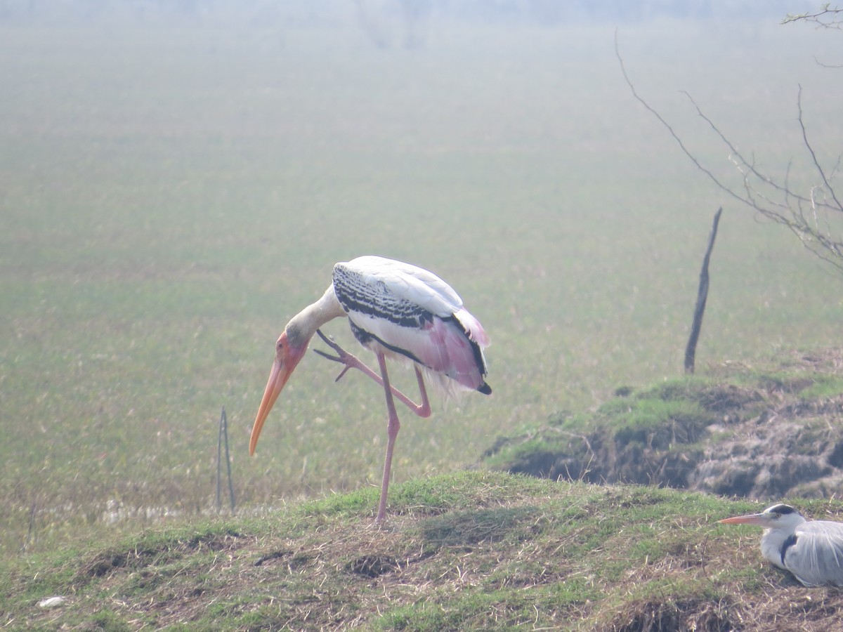 Painted Stork - Sujata Phadke