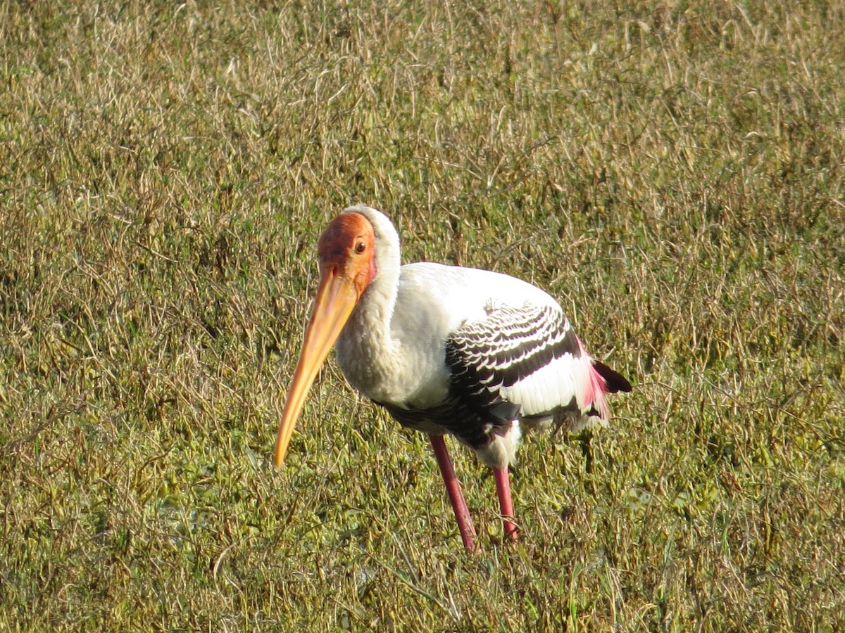 Painted Stork - ML114198681