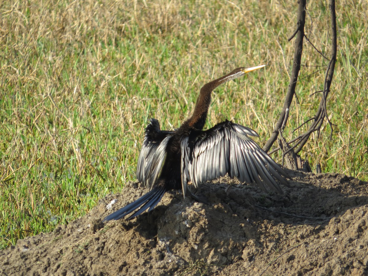 Oriental Darter - Sujata Phadke