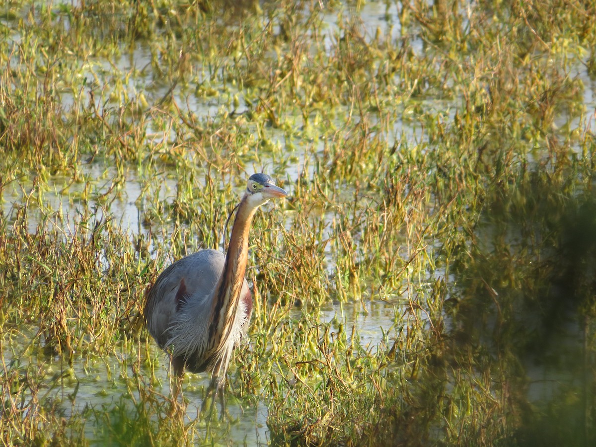 Purple Heron - Sujata Phadke