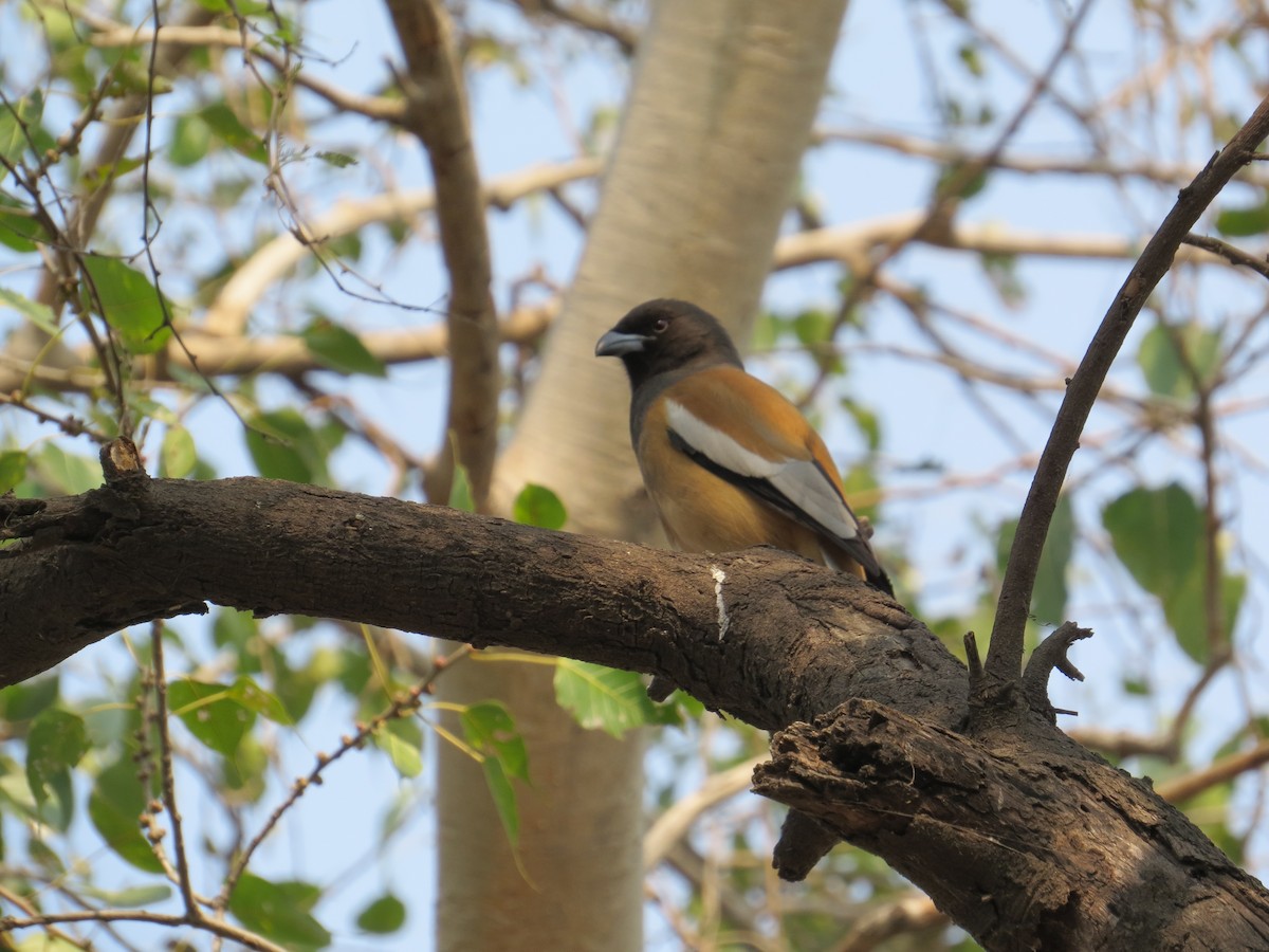 Rufous Treepie - Sujata Phadke