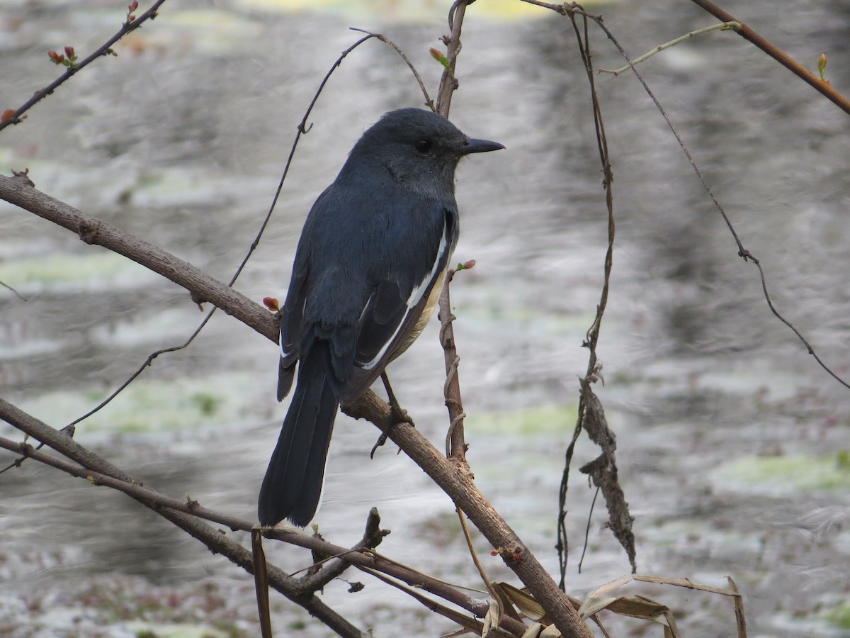 Oriental Magpie-Robin - ML114199041