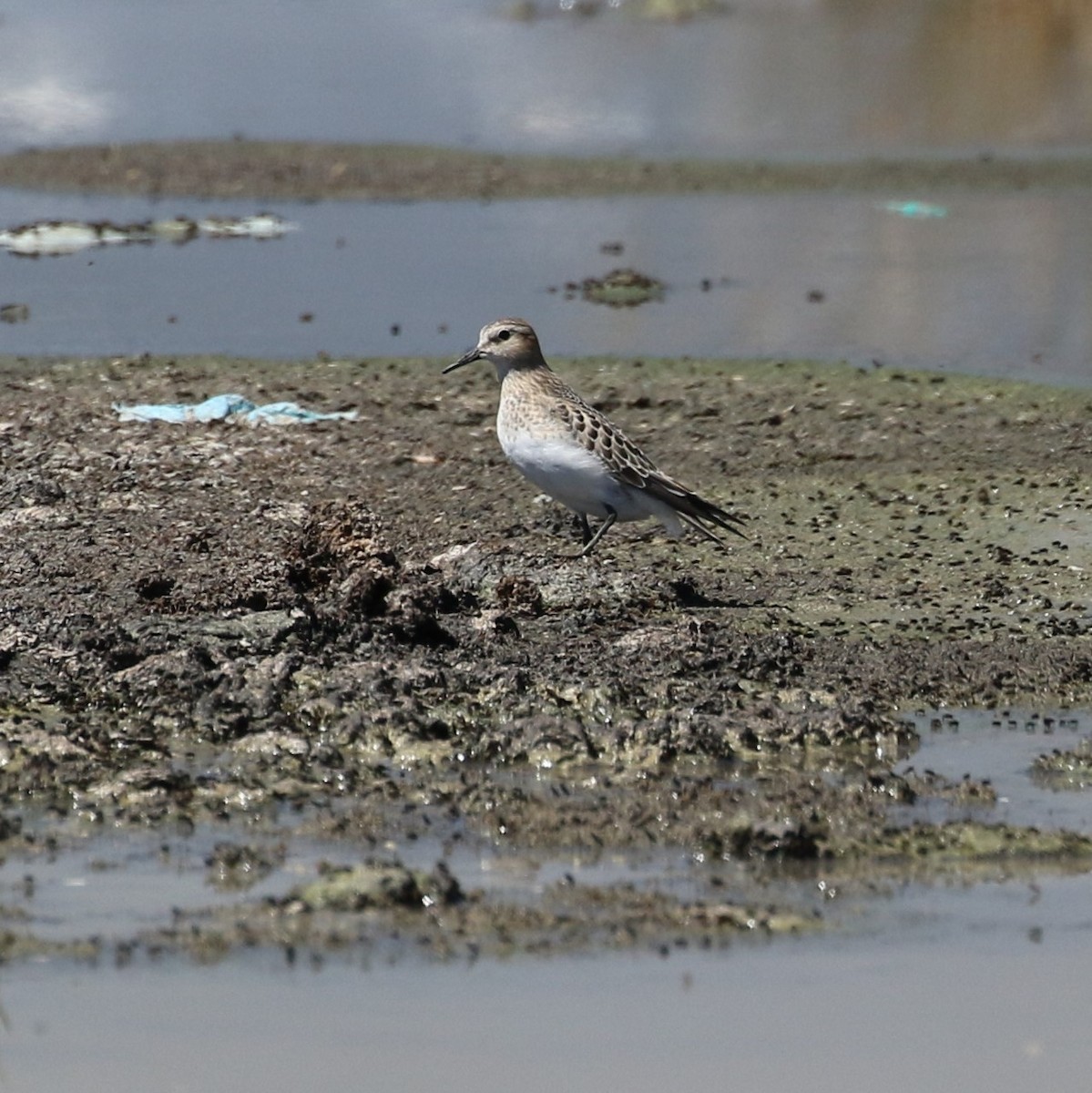 Bairdstrandläufer - ML114199161