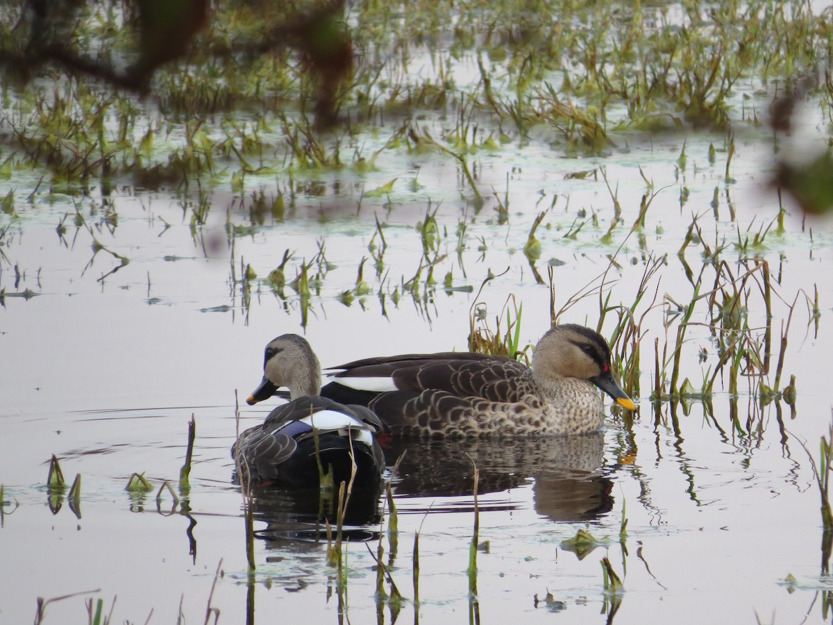 Canard à bec tacheté - ML114199261