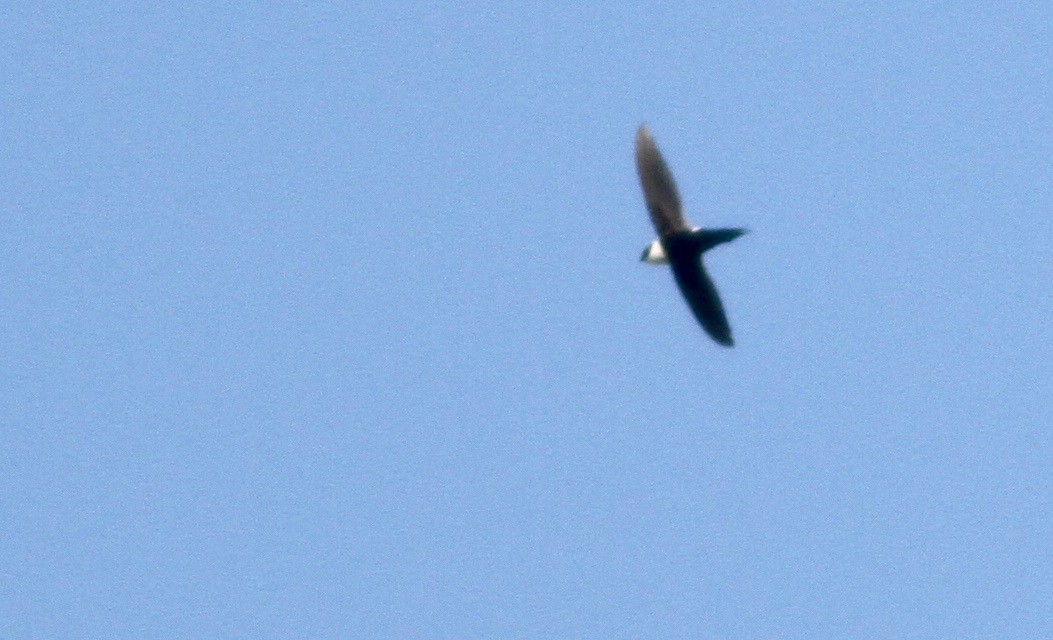 Lesser Swallow-tailed Swift - ML114200521