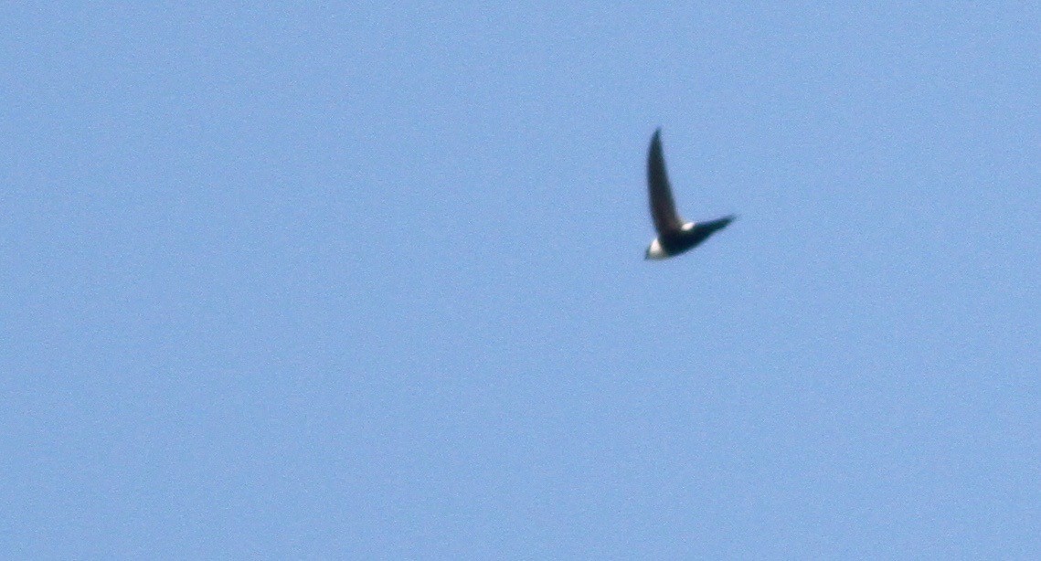 Lesser Swallow-tailed Swift - ML114200551