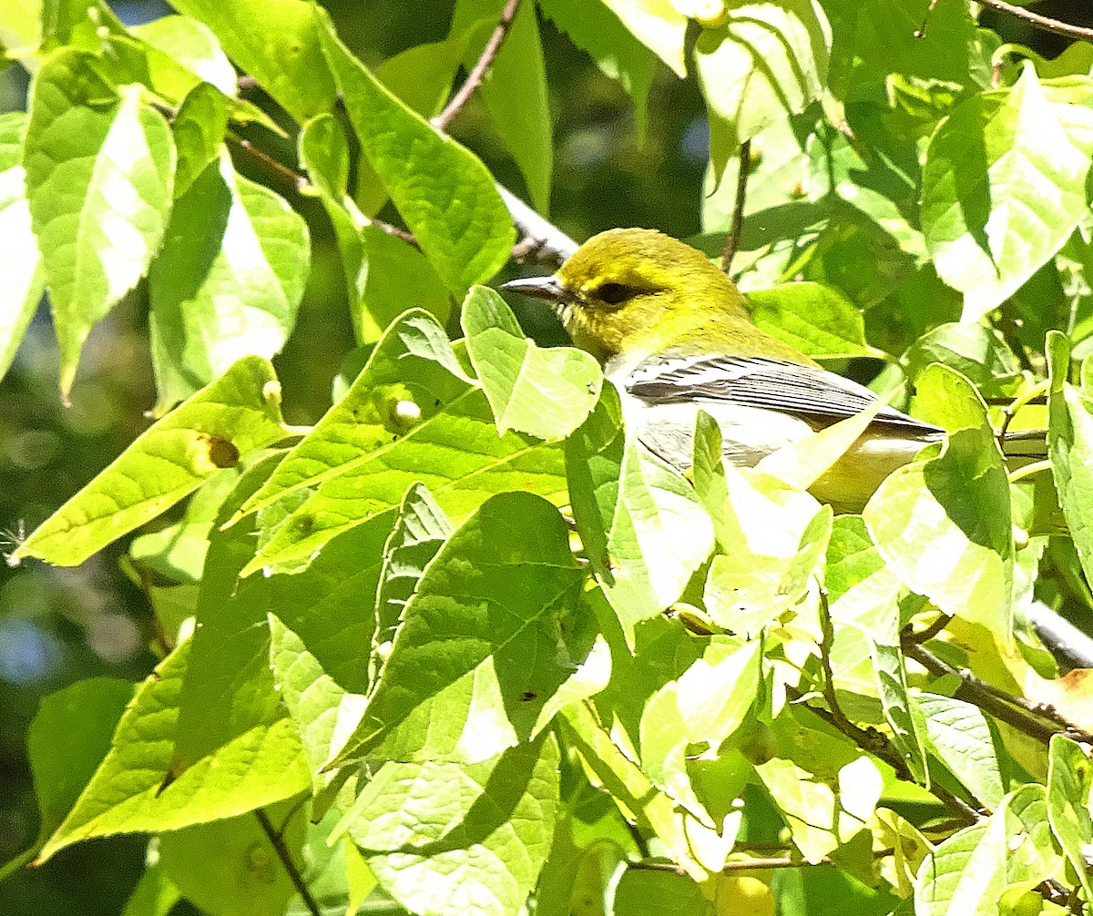 Black-throated Green Warbler - ML114203441