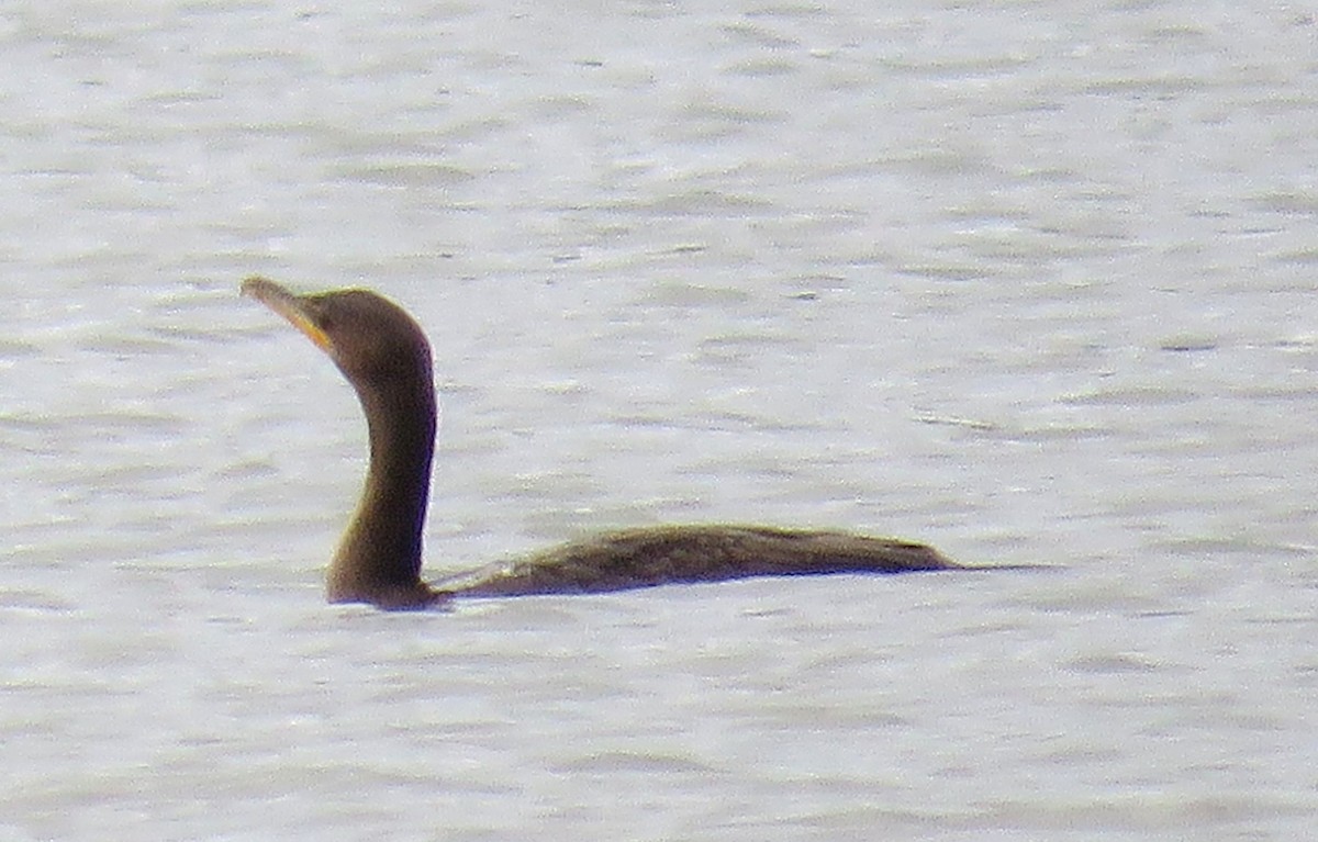 Double-crested Cormorant - michele ramsey