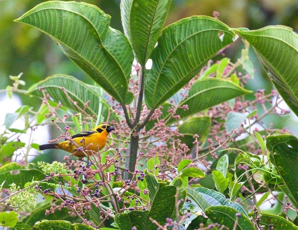 Golden Tanager - Ed Harper