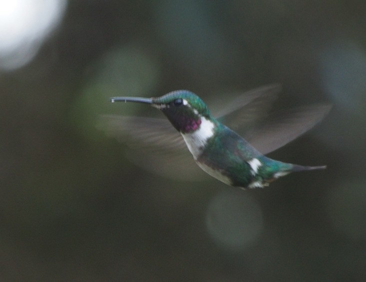 Colibrí de Mulsant - ML114206411