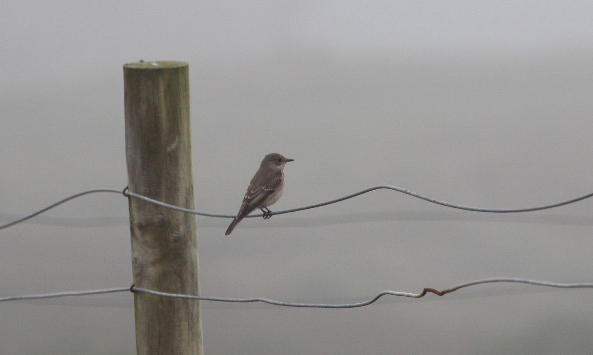 Spotted Flycatcher - ML114208341