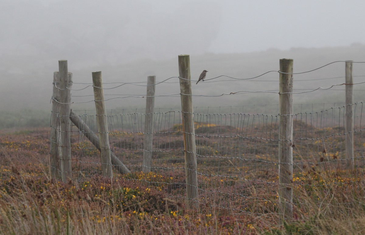 Spotted Flycatcher - ML114208381