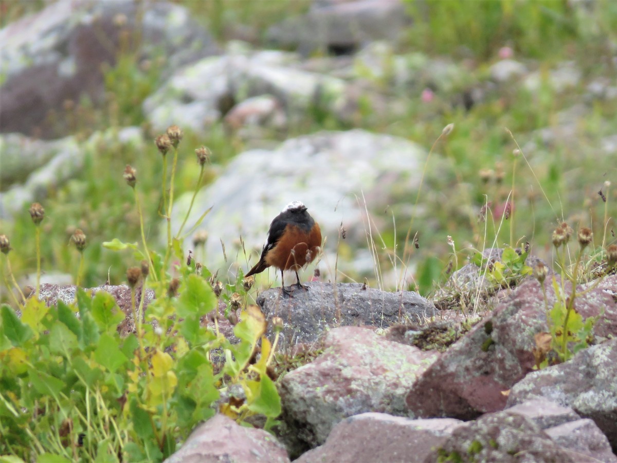 White-winged Redstart - Hugo Foxonet