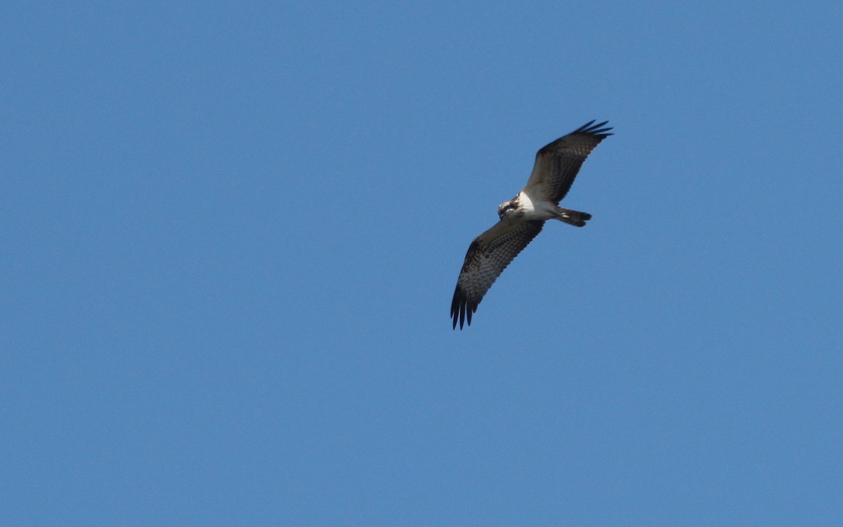 Osprey (haliaetus) - Alexander Lees