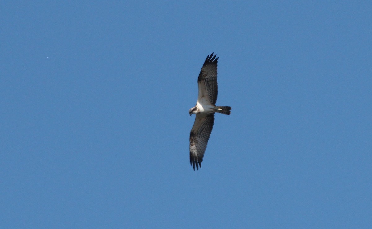 Arrano arrantzalea (haliaetus) - ML114208551