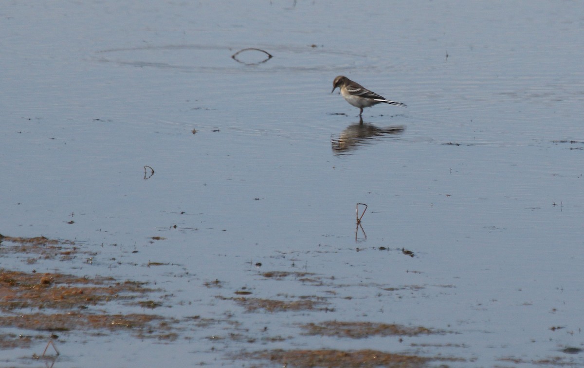 Citrine Wagtail - ML114208861