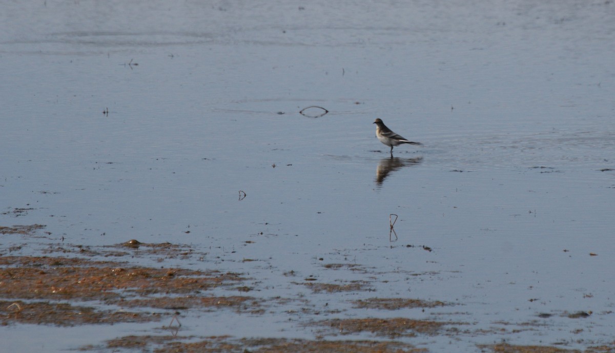 Citrine Wagtail - ML114208961