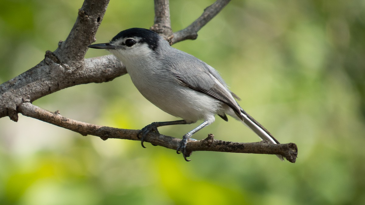 White-lored Gnatcatcher - ML114209321