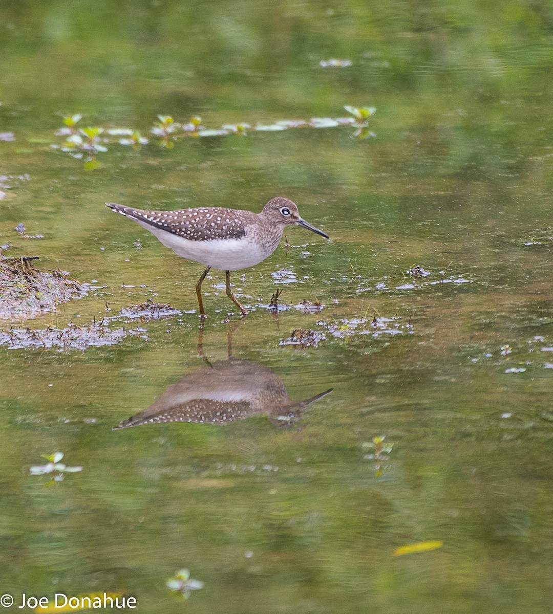 Solitary Sandpiper - ML114209521