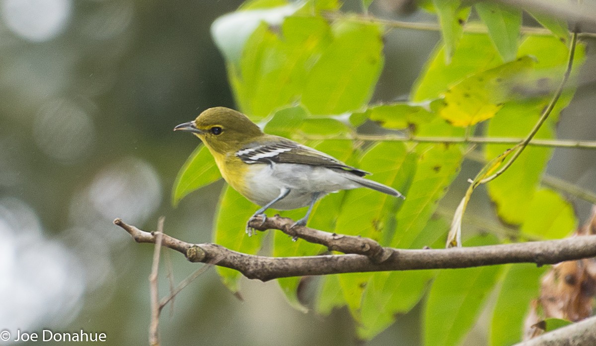 Yellow-throated Vireo - Joe Donahue