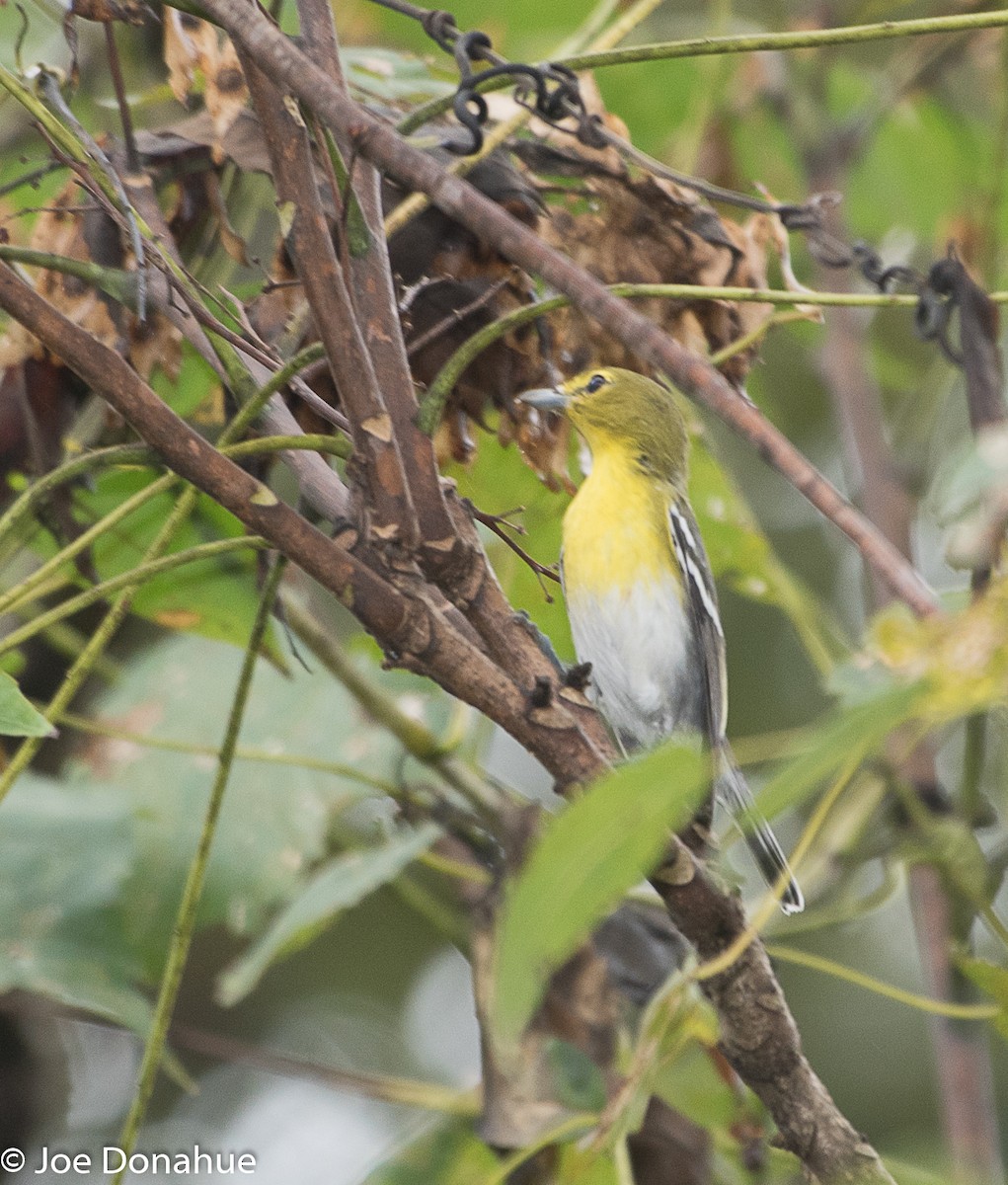 Yellow-throated Vireo - ML114209581