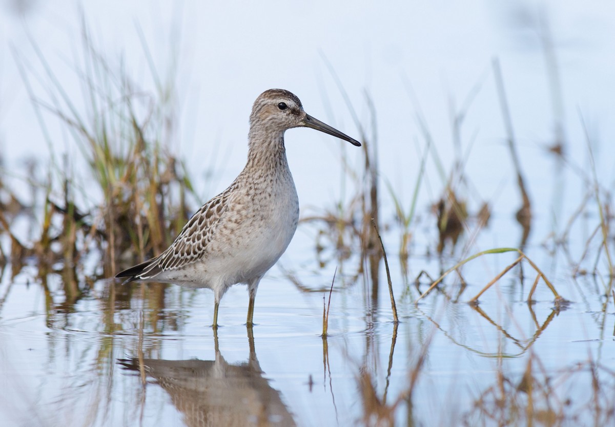 Stilt Sandpiper - ML114210021