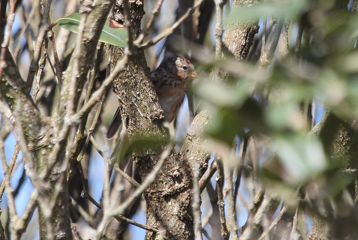 Lesser Redpoll - ML114210201