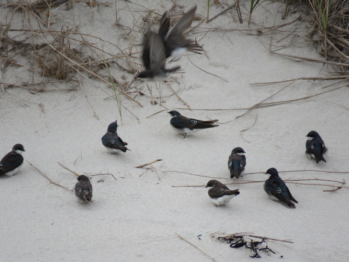 Golondrina Bicolor - ML114212791