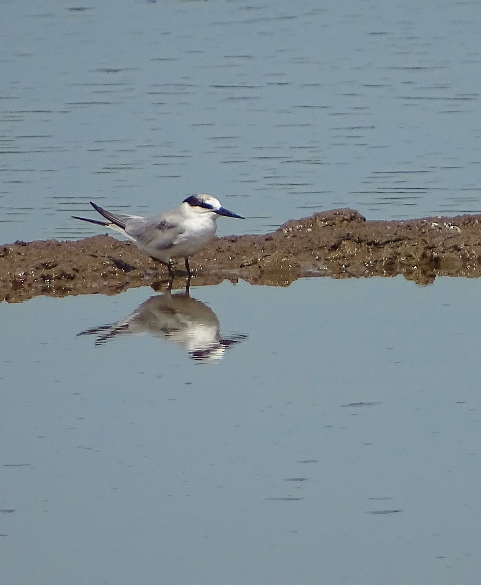 Least Tern - Alfonso Auerbach