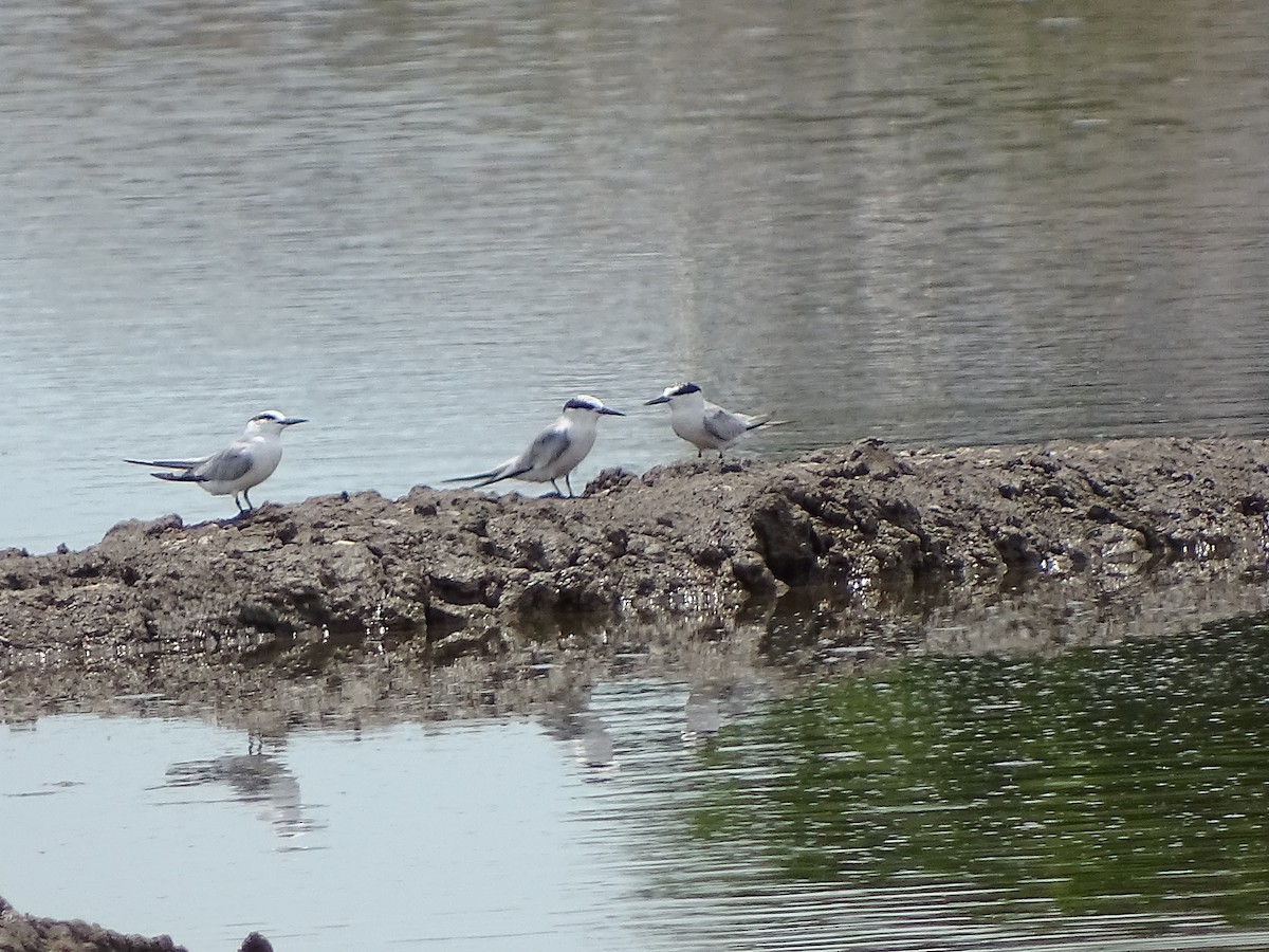 Least Tern - ML114214381