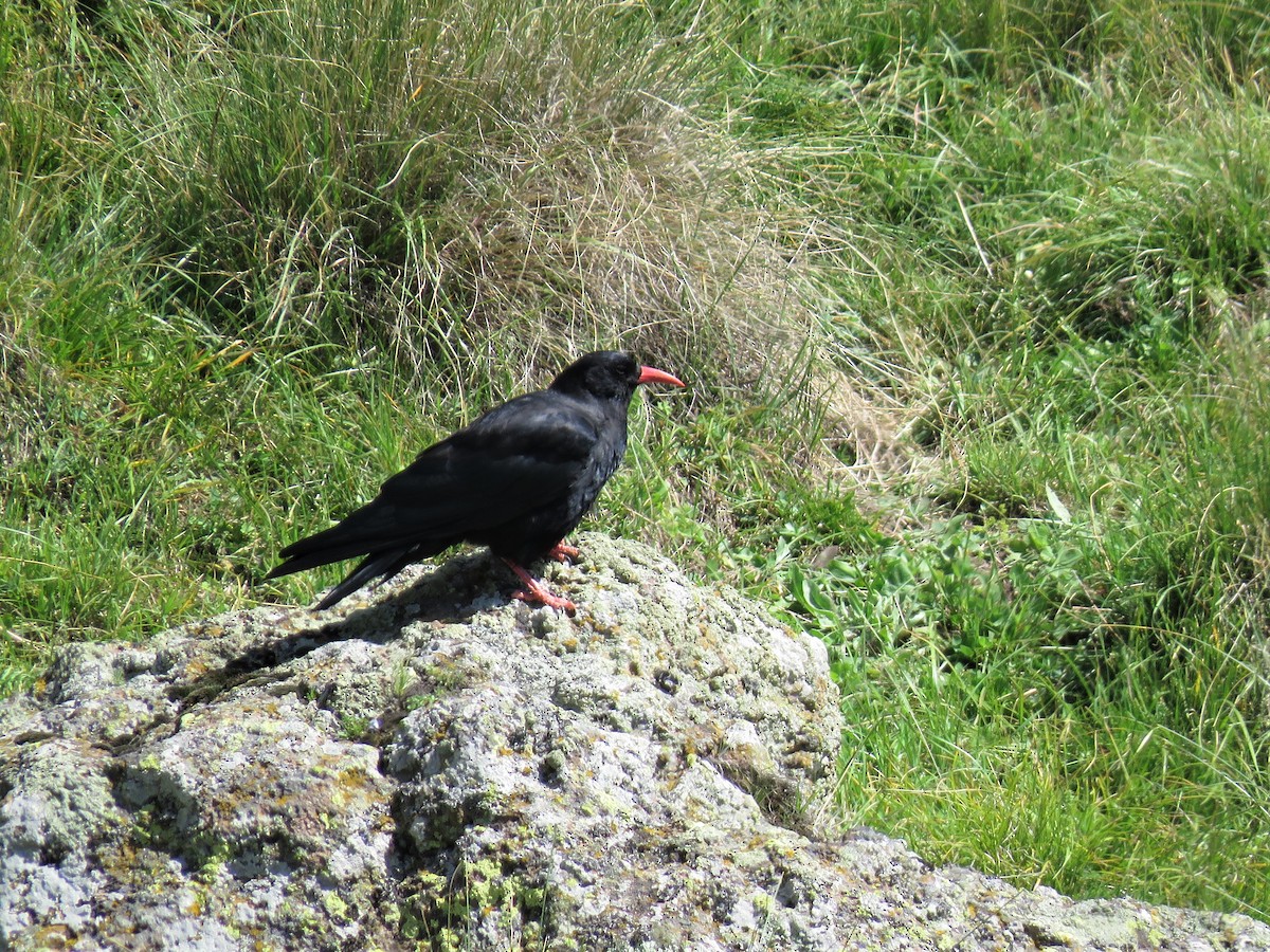 Red-billed Chough - Hugo Foxonet