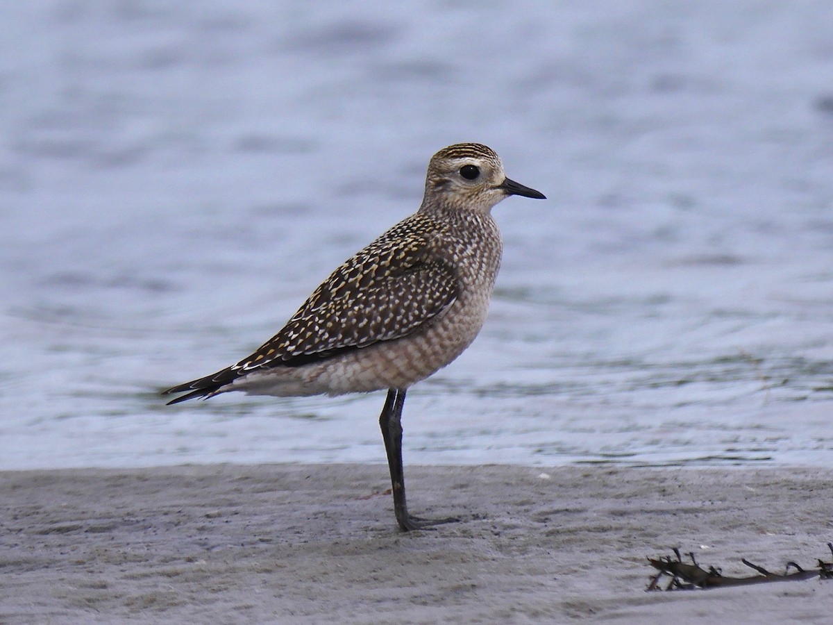 American Golden-Plover - ML114215061