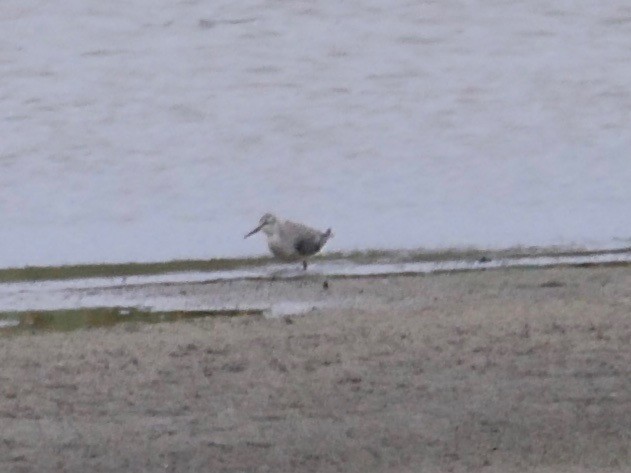 Red Knot - Jeffrey Thomas