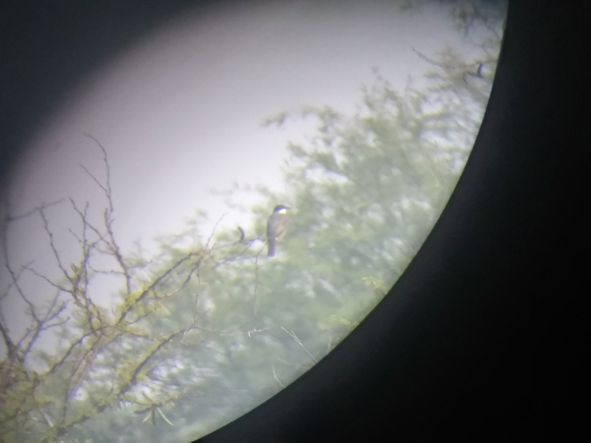 Eastern Kingbird - ML114217161