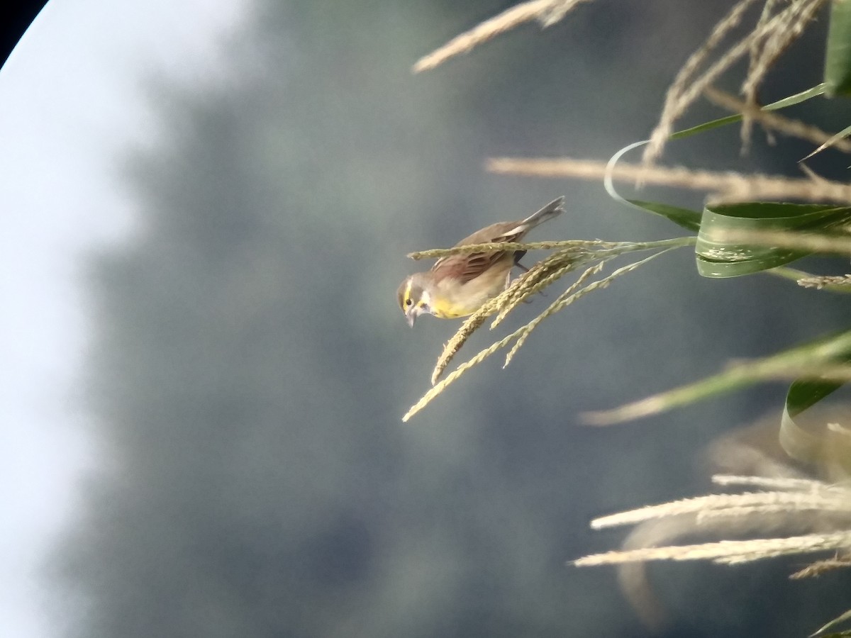 Dickcissel - ML114217531