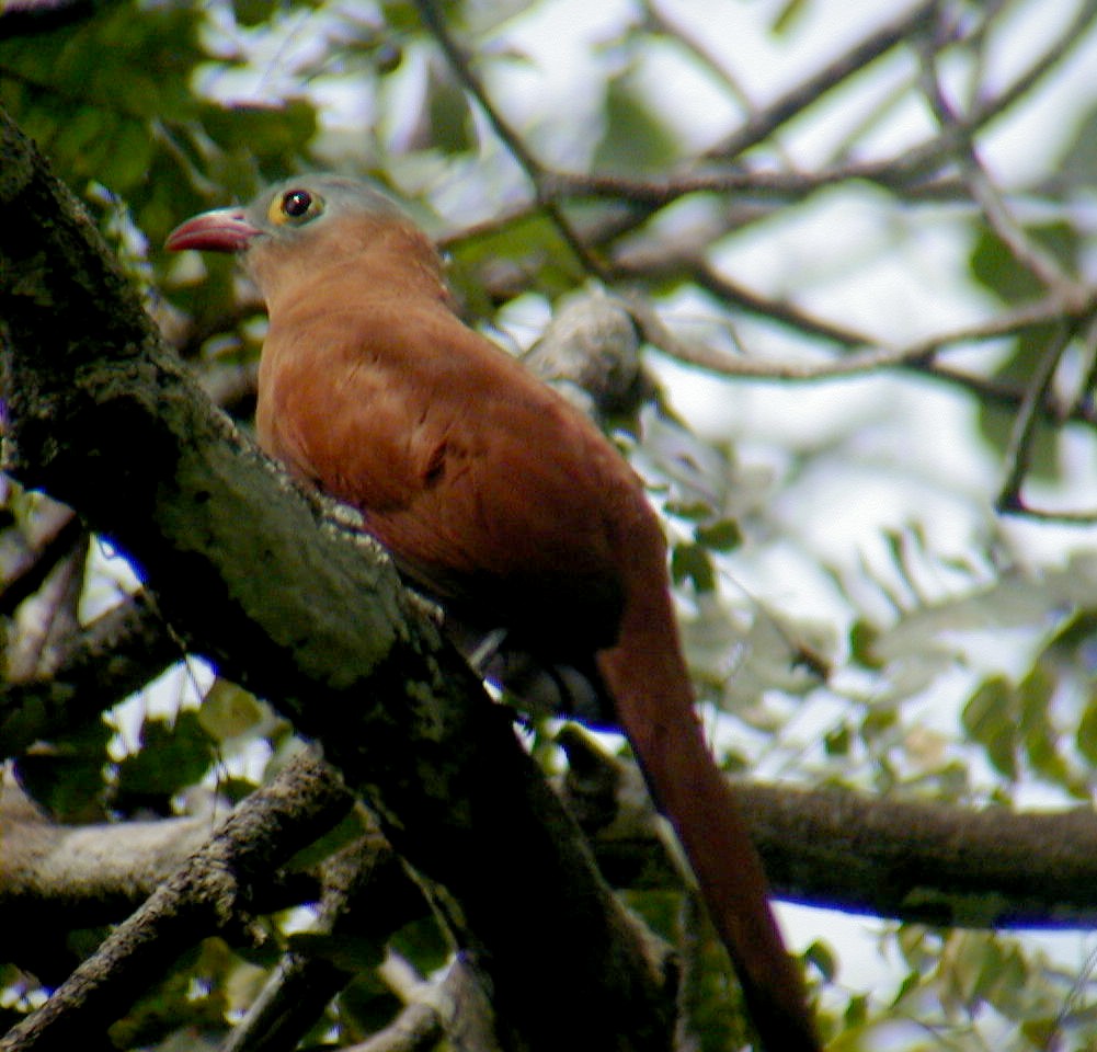 Black-bellied Cuckoo - ML114219111