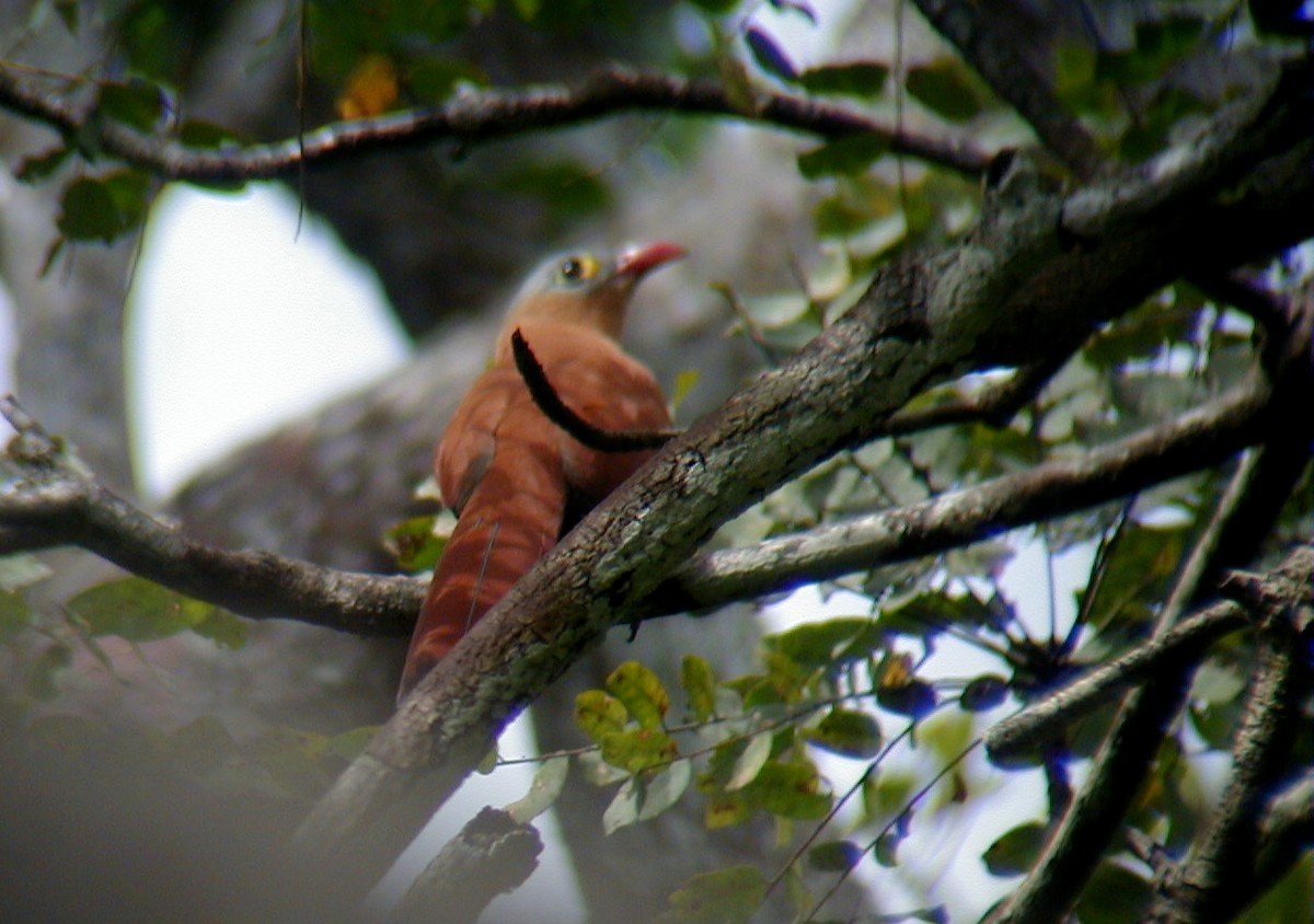 Black-bellied Cuckoo - ML114219121