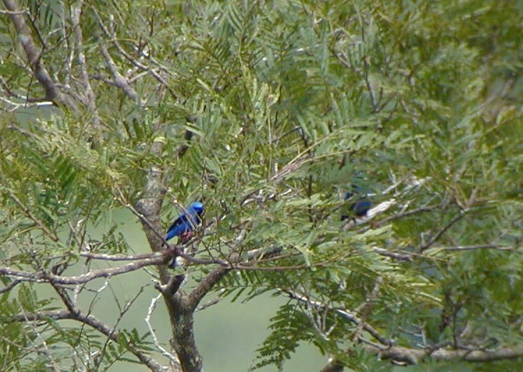 Short-billed Honeycreeper - Jay McGowan