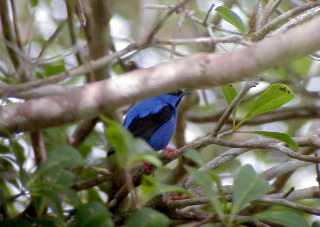 Short-billed Honeycreeper - ML114219231