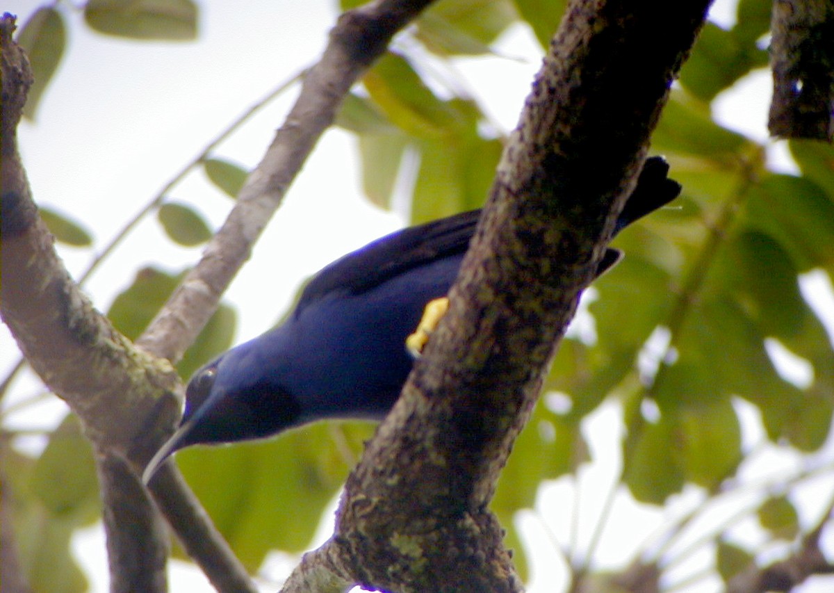 Purple Honeycreeper - Jay McGowan