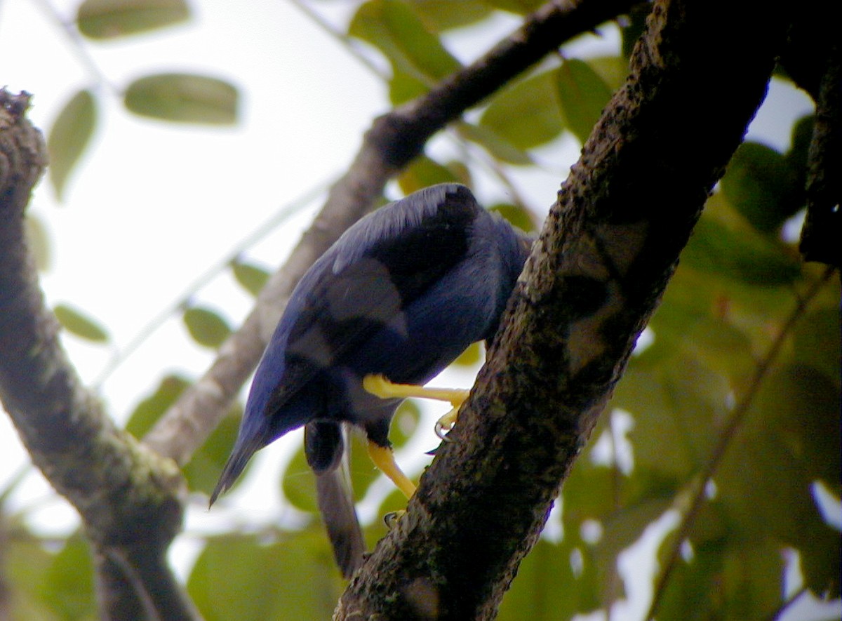 Purple Honeycreeper - Jay McGowan