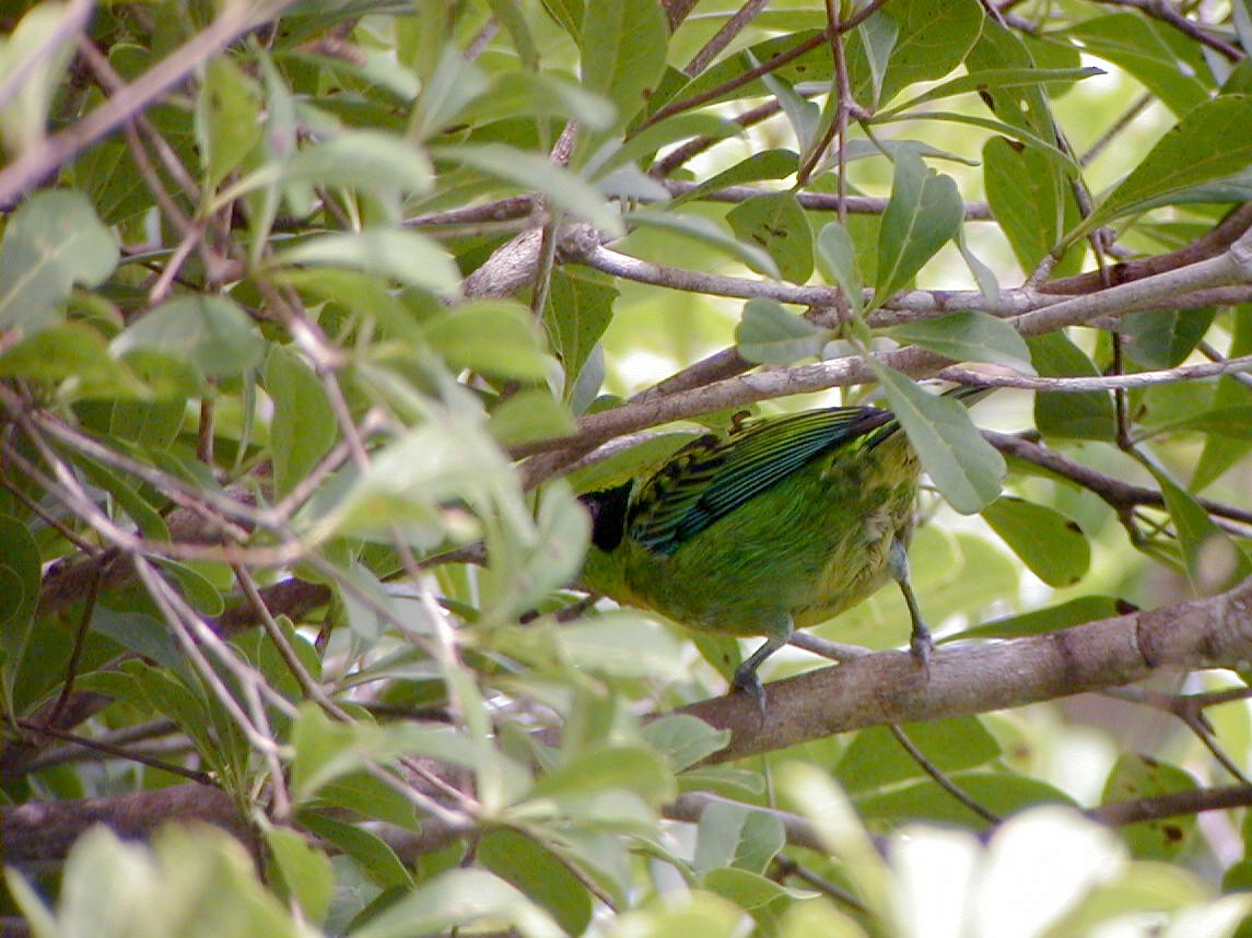 Green-and-gold Tanager - Jay McGowan