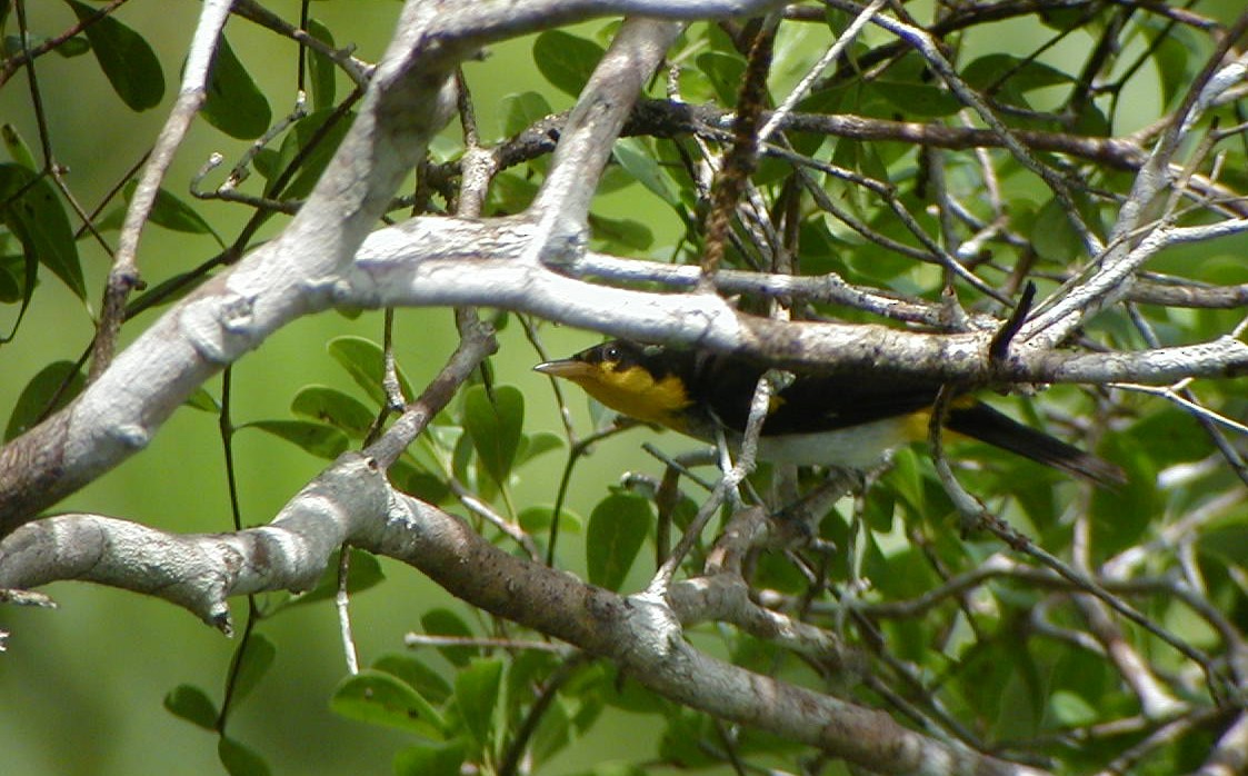 Yellow-backed Tanager - Jay McGowan