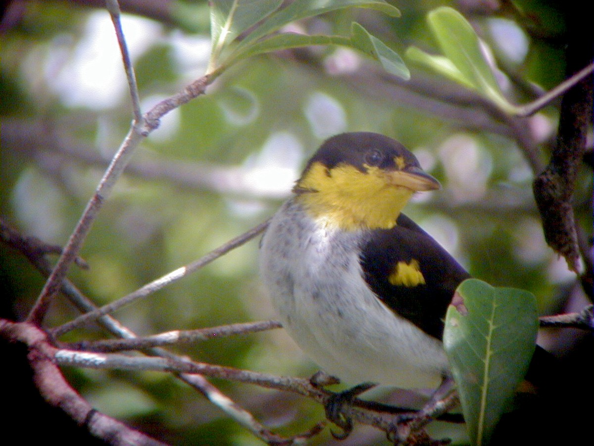 Tangara à dos jaune - ML114219391