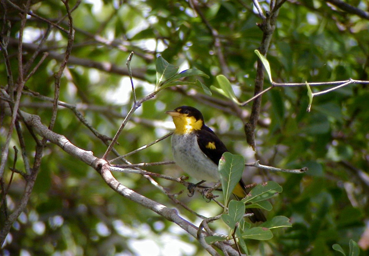 Yellow-backed Tanager - Jay McGowan