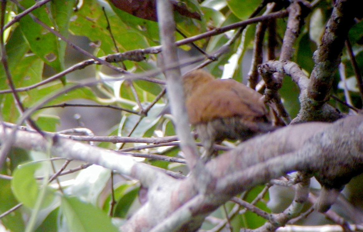 Carpintero Verdiamarillo - ML114219431