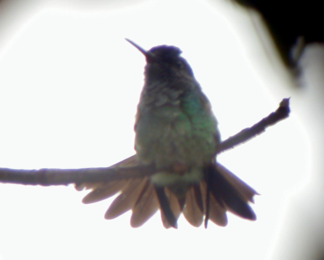 kolibřík zlatochvostý - ML114219451