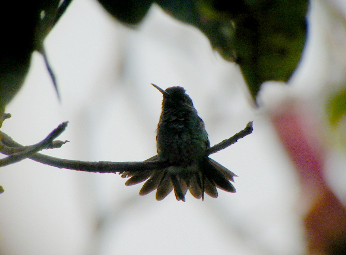 Golden-tailed Sapphire - ML114219461