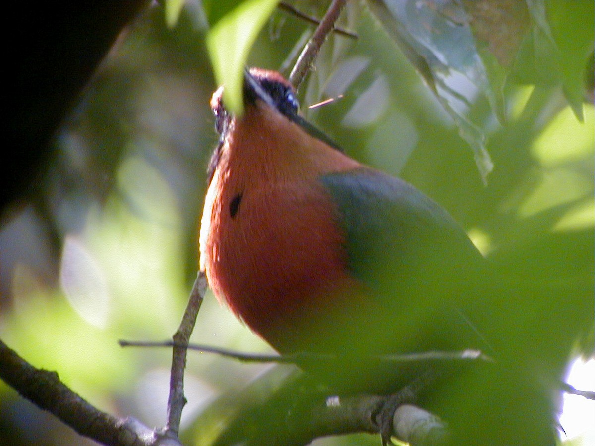 Rufous Motmot - ML114219491