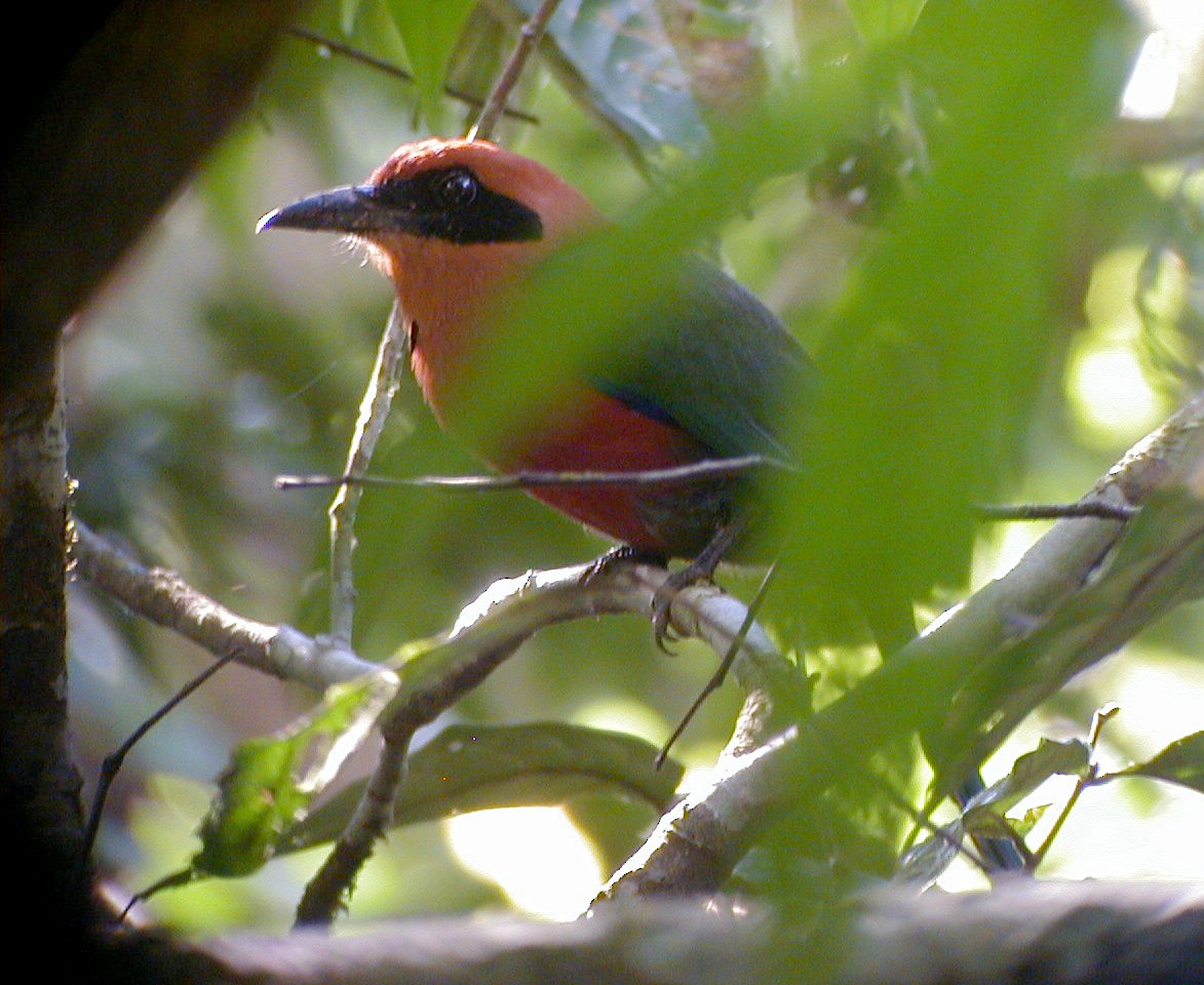 Zimtbrustmotmot - ML114219501